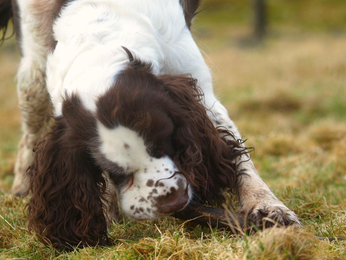 Engelsk springer spaniel Ziroc Slot's Dominique (Døgg) billede 6