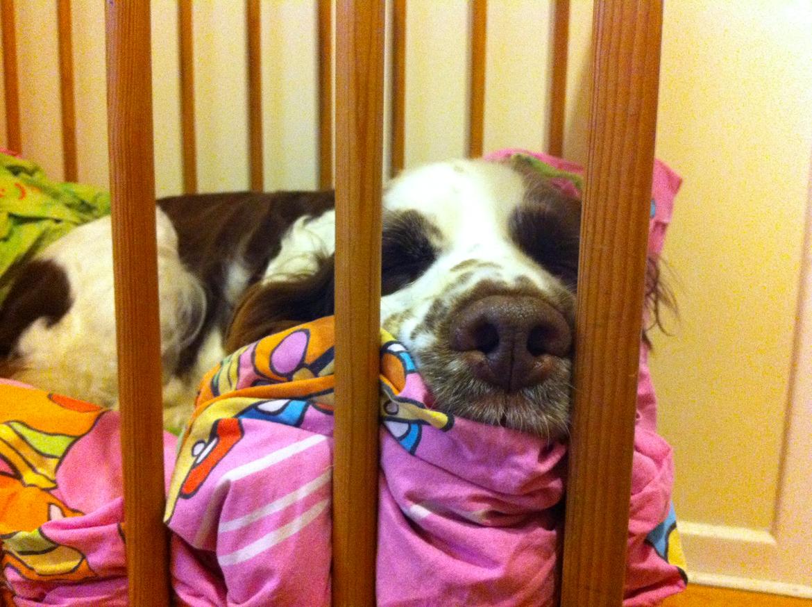 Engelsk springer spaniel Ziroc Slot's Dominique (Døgg) billede 7