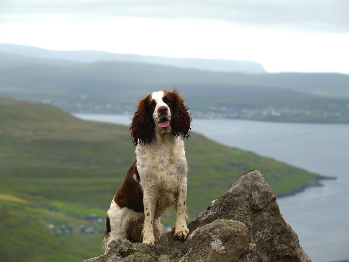 Engelsk springer spaniel Ziroc Slot's Dominique (Døgg) billede 8