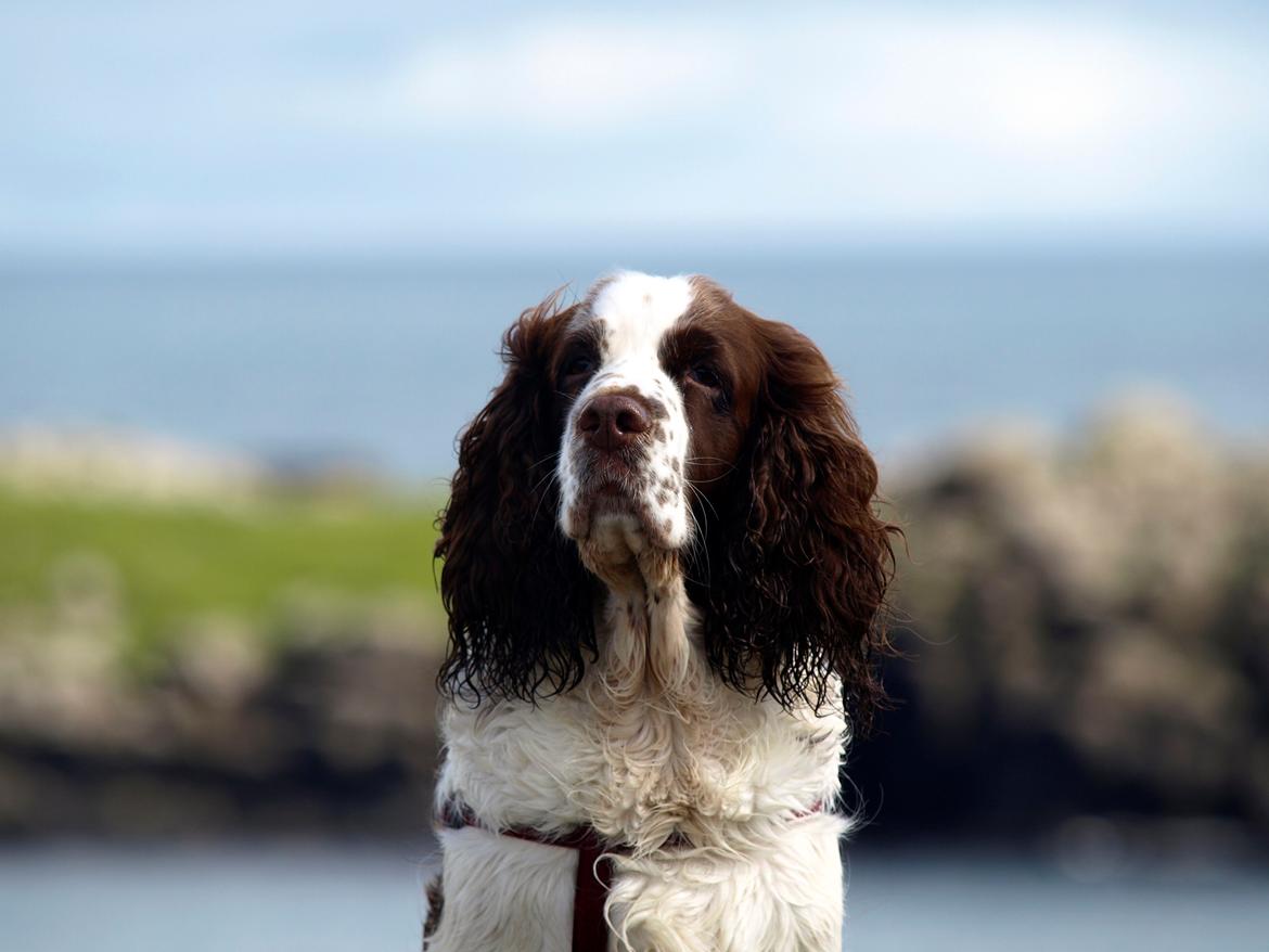 Engelsk springer spaniel Ziroc Slot's Dominique (Døgg) billede 9