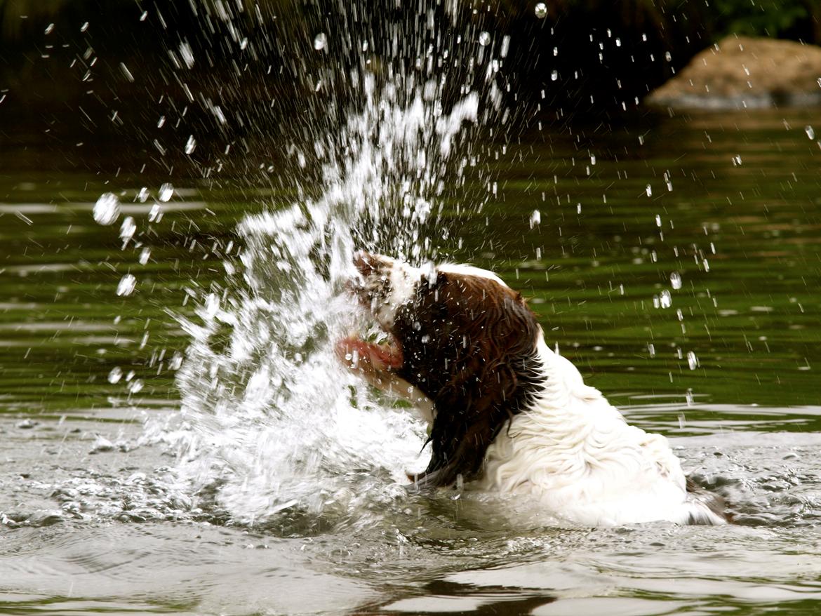 Engelsk springer spaniel Ziroc Slot's Dominique (Døgg) billede 10