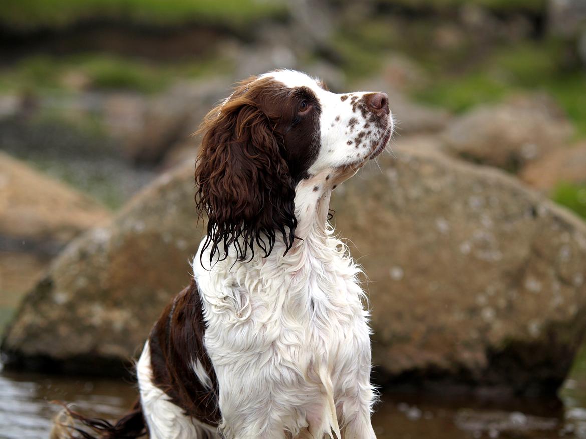 Engelsk springer spaniel Ziroc Slot's Dominique (Døgg) billede 11
