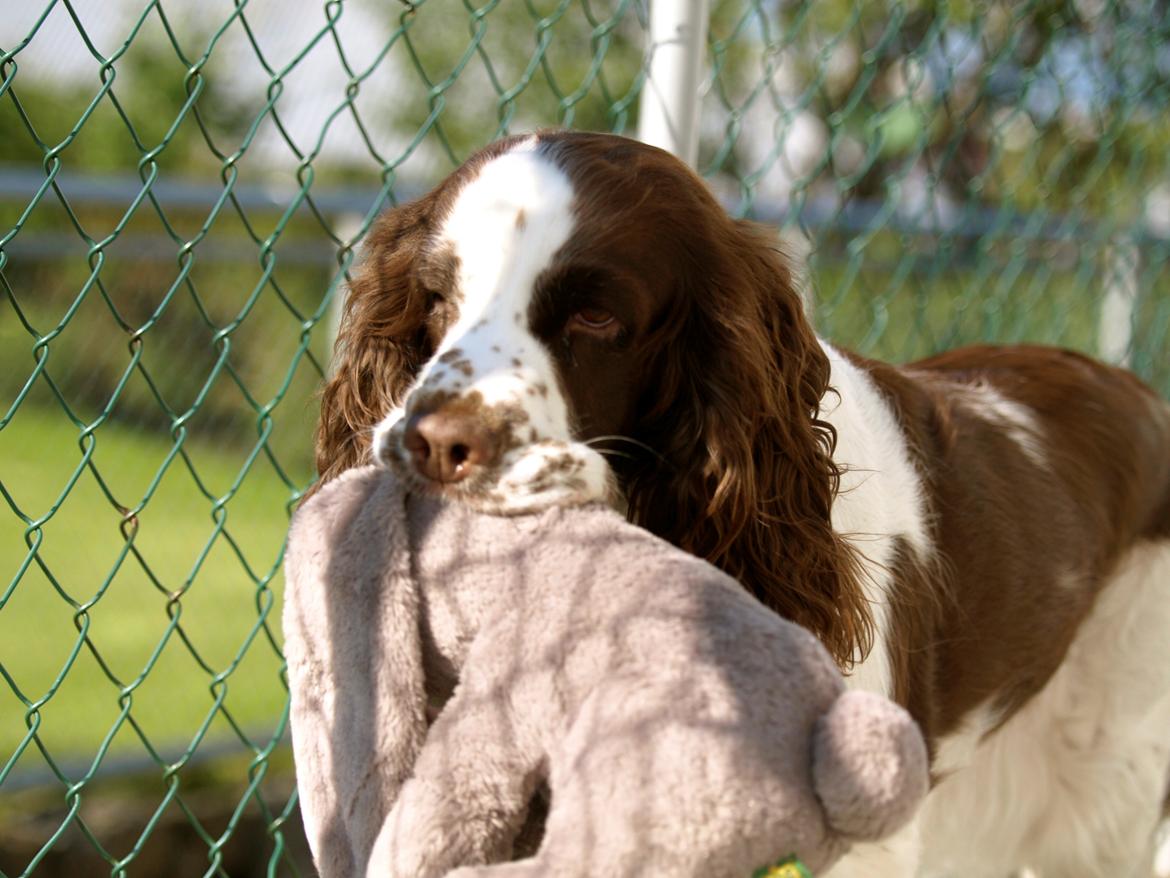 Engelsk springer spaniel Ziroc Slot's Dominique (Døgg) billede 12