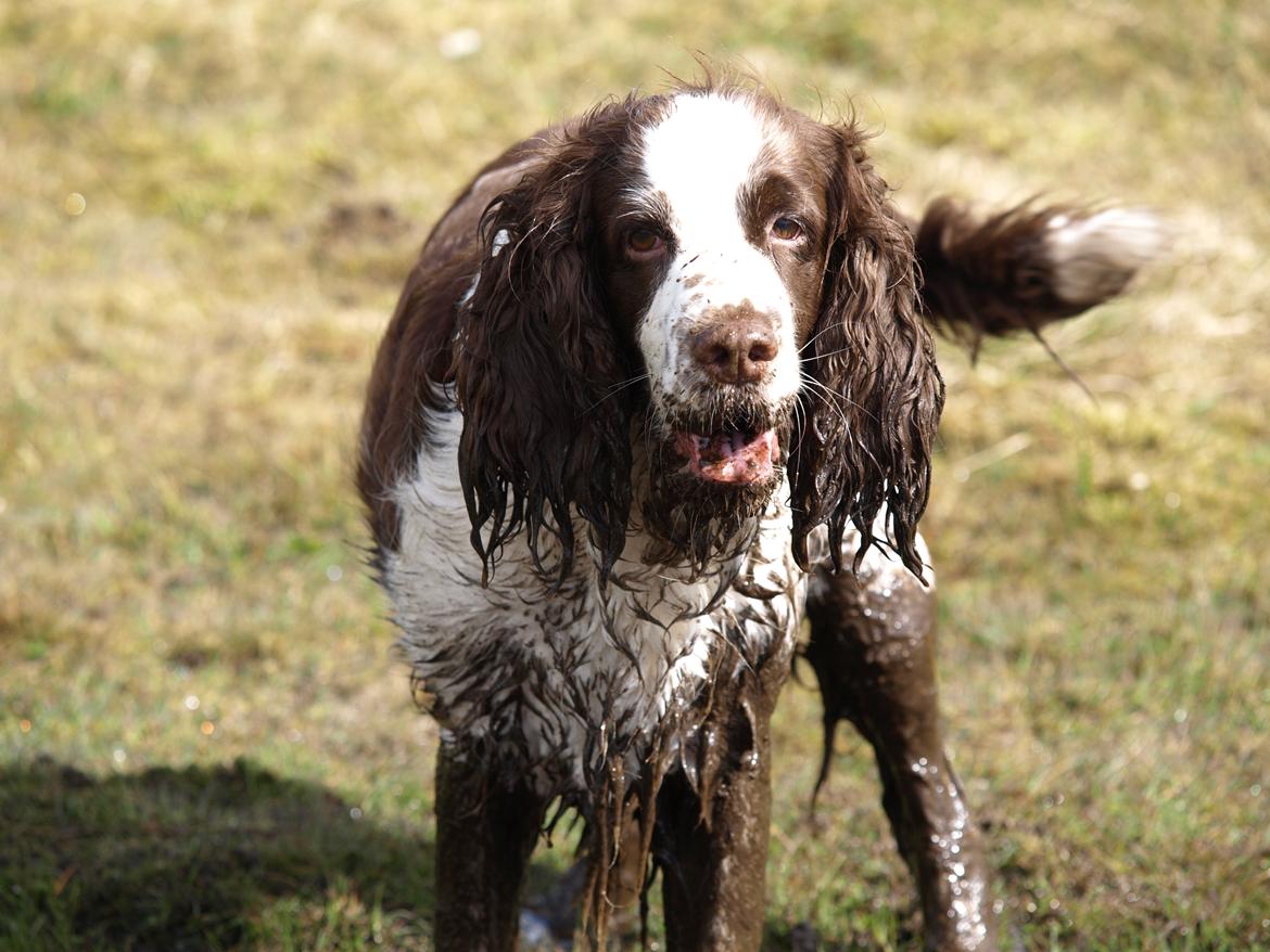 Engelsk springer spaniel Ziroc Slot's Dominique (Døgg) billede 13