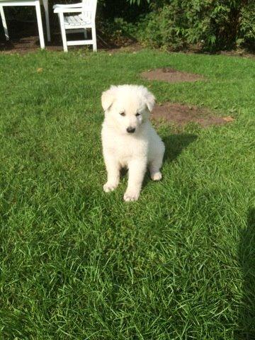 Hvid schæfer Balou billede 4