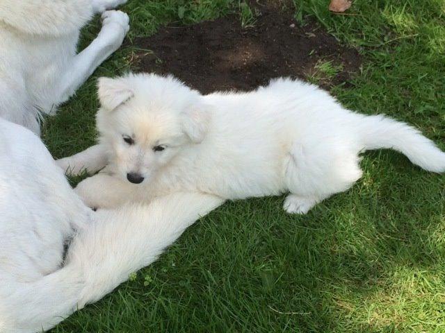 Hvid schæfer Balou billede 5