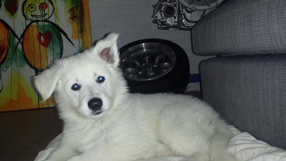 Hvid schæfer Balou billede 6