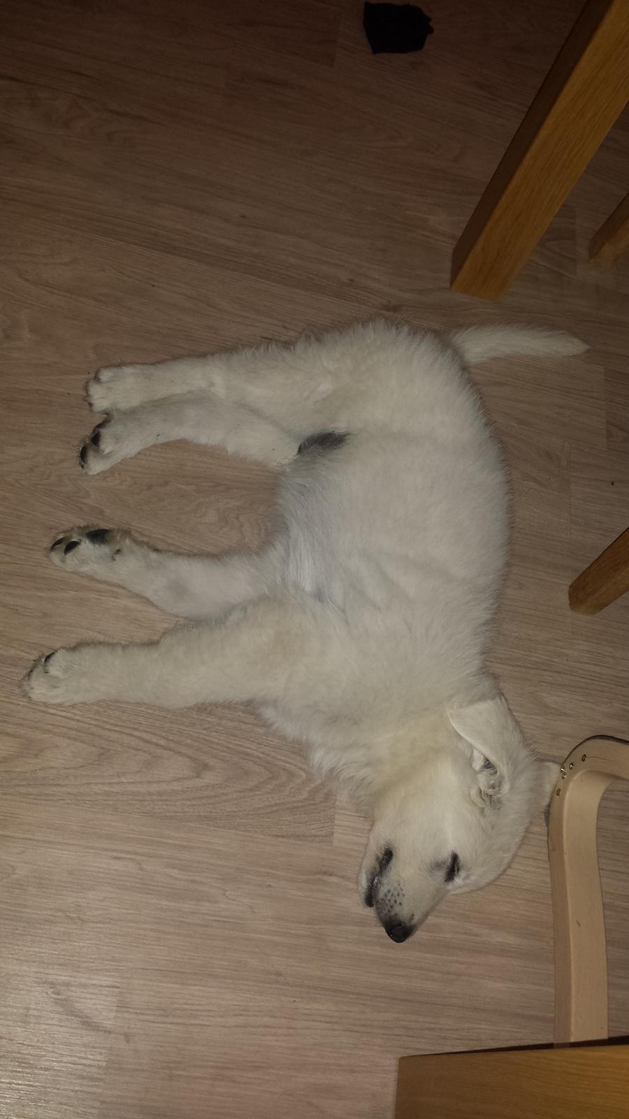 Hvid schæfer Balou billede 7