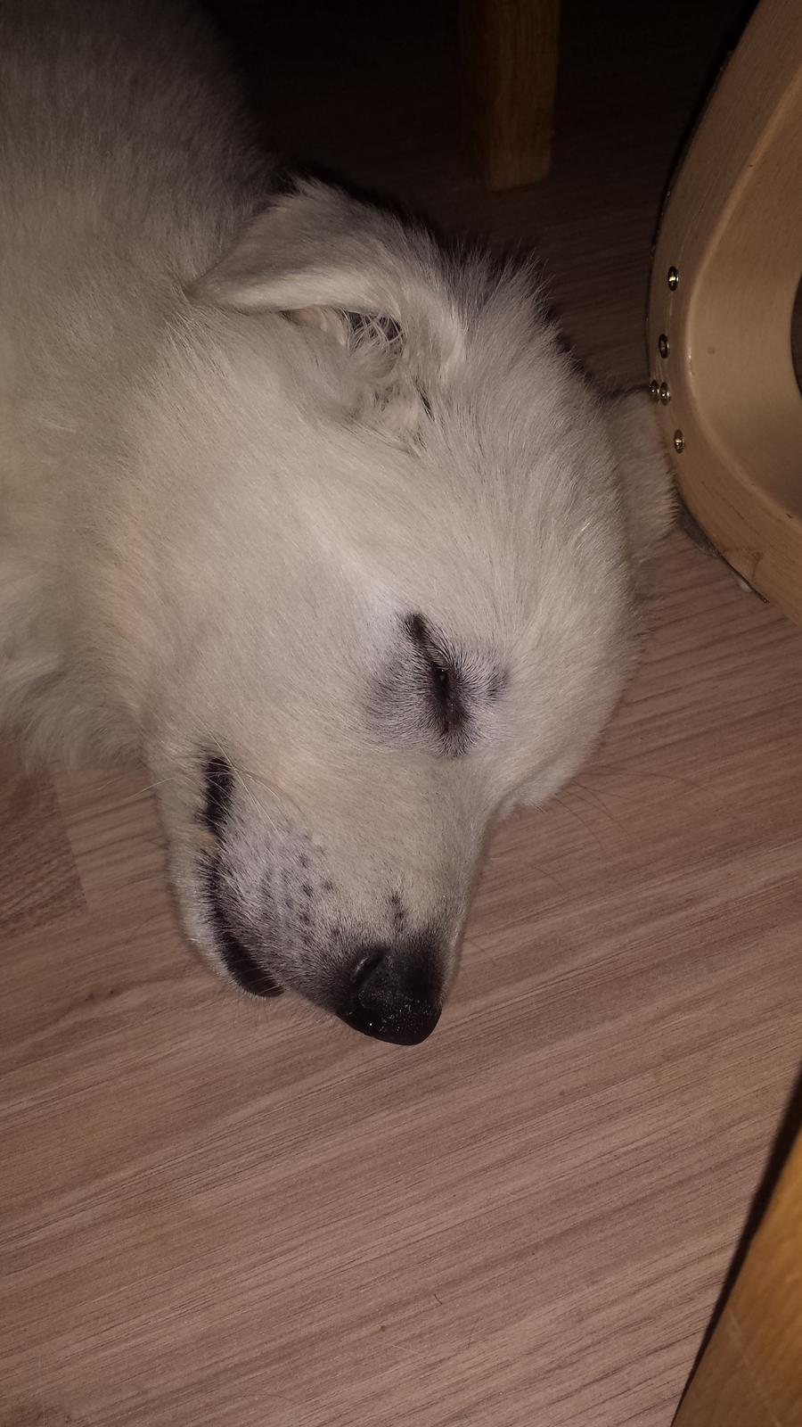 Hvid schæfer Balou billede 8