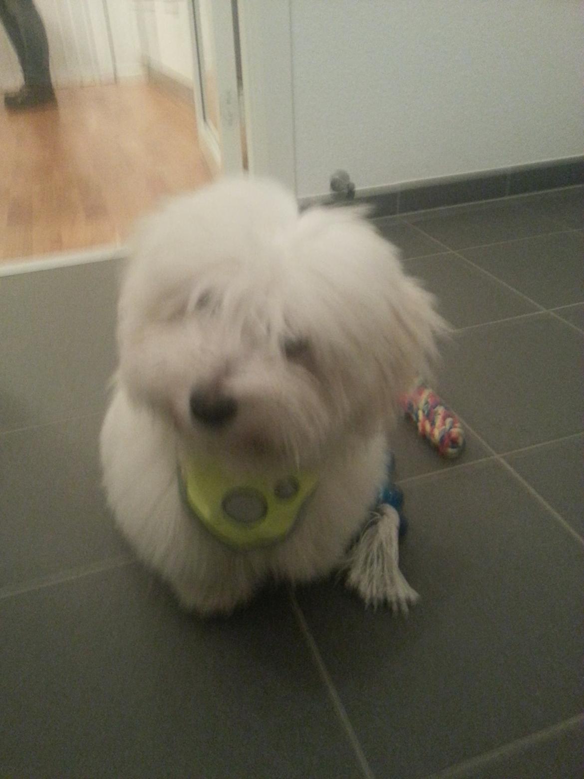 Coton de tulear Lucky billede 3