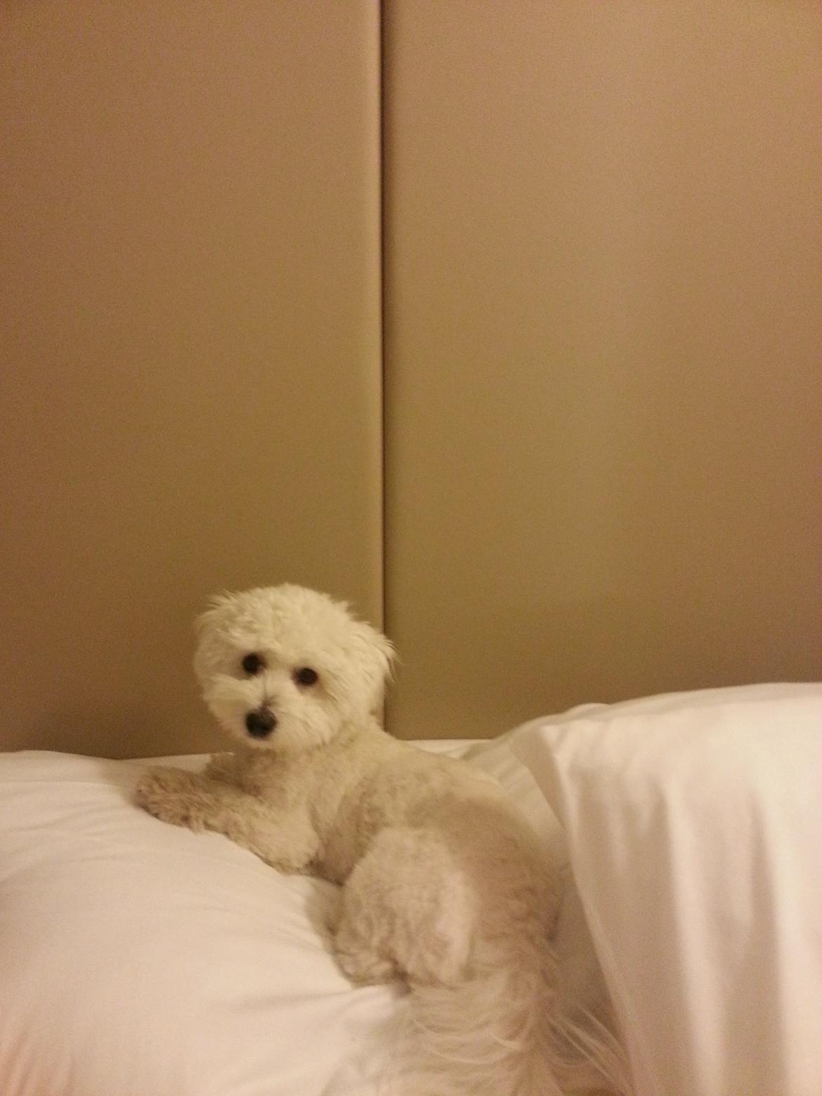 Coton de tulear Lucky - På vej til Spanien - Luckys første overnatning på hotel billede 5