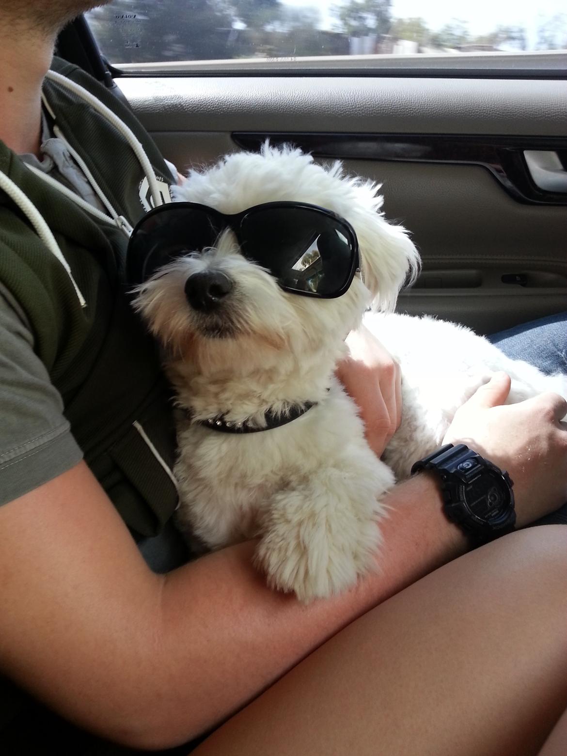 Coton de tulear Lucky - Spanien billede 6