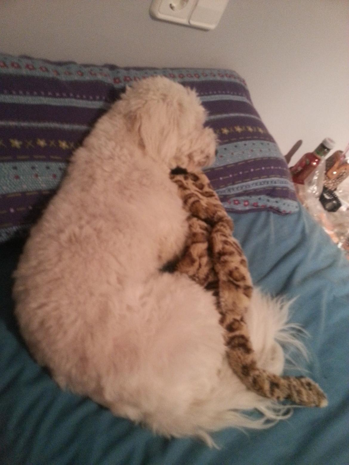 Coton de tulear Lucky - En træt lille hund med sin sovebamse billede 7