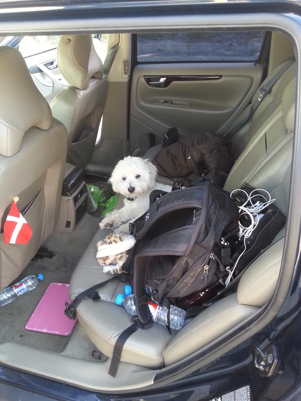 Coton de tulear Lucky - Lucky som er klar til at komme hjem igen billede 8