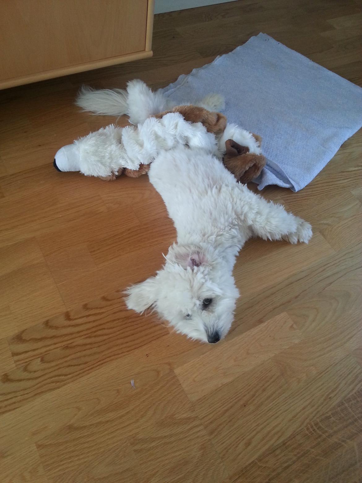 Coton de tulear Lucky billede 9