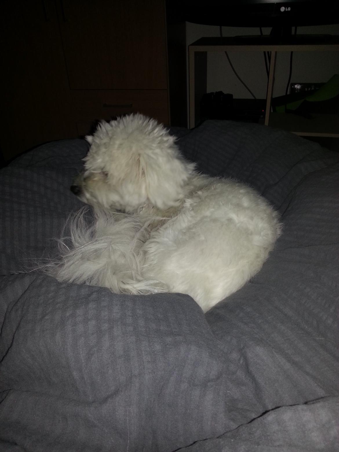 Coton de tulear Lucky - Hygge i sengen billede 10