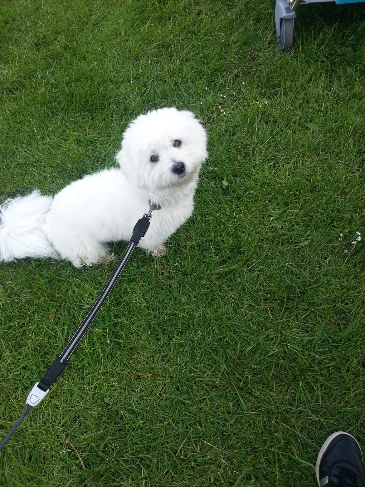 Coton de tulear Lucky billede 1