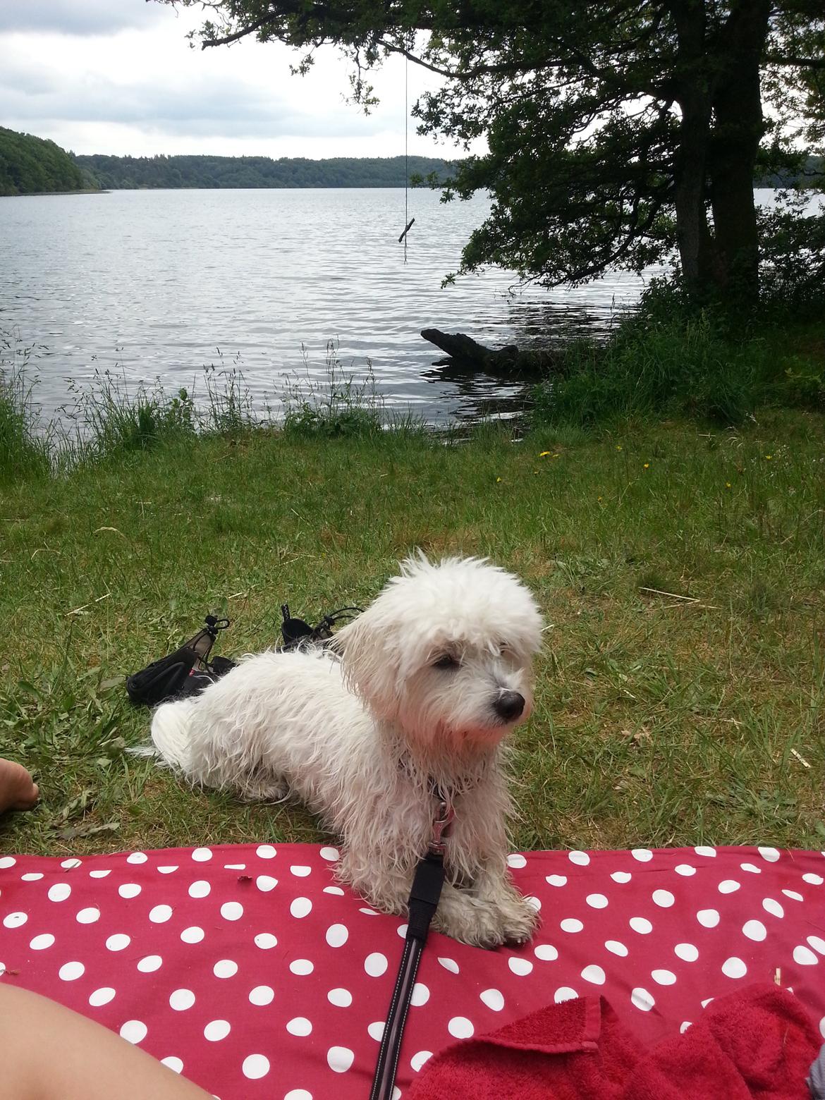 Coton de tulear Lucky - Efter en tur i søen billede 11