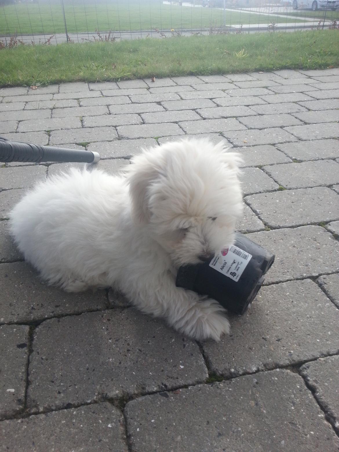 Coton de tulear Lucky - Dengang tænderne kløede billede 12