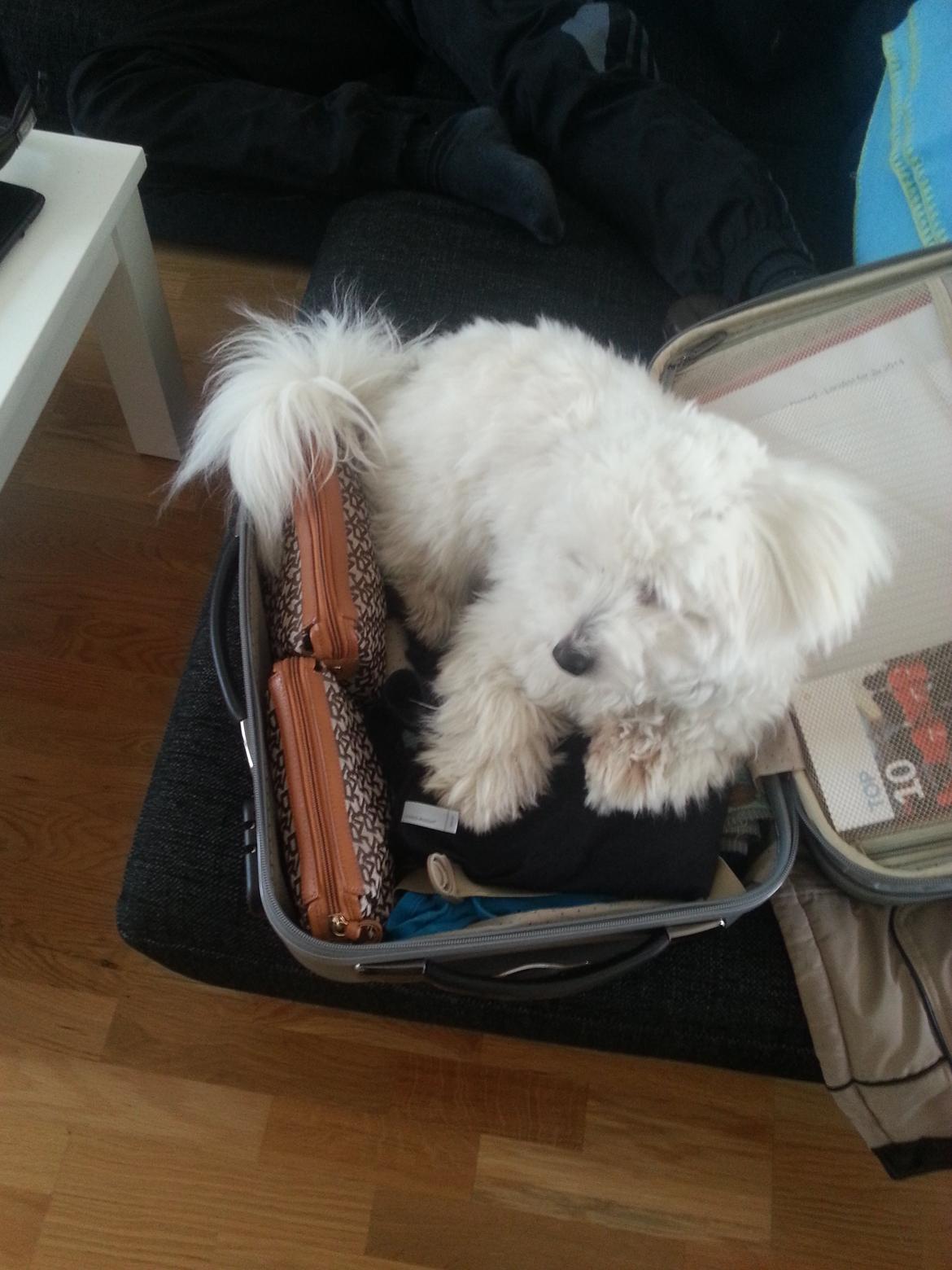 Coton de tulear Lucky - Lucky ville ikke lade mig rejse da jeg skulle til London billede 13