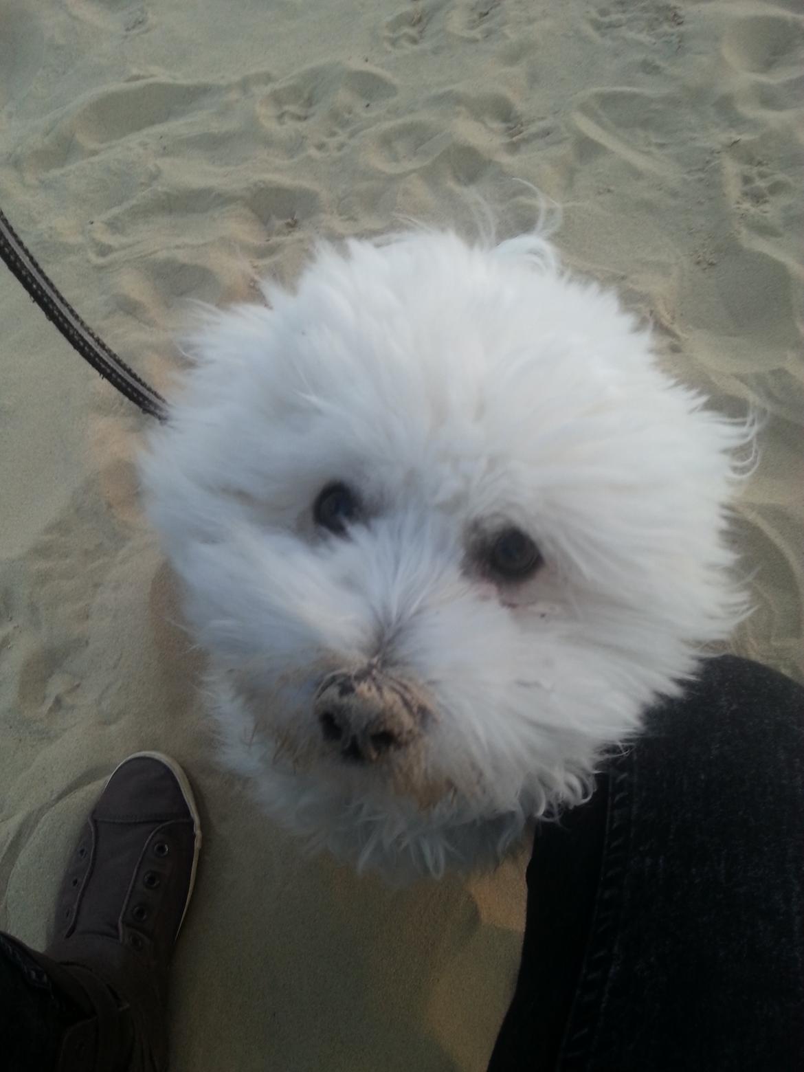 Coton de tulear Lucky - Nu med sand på næsen billede 14