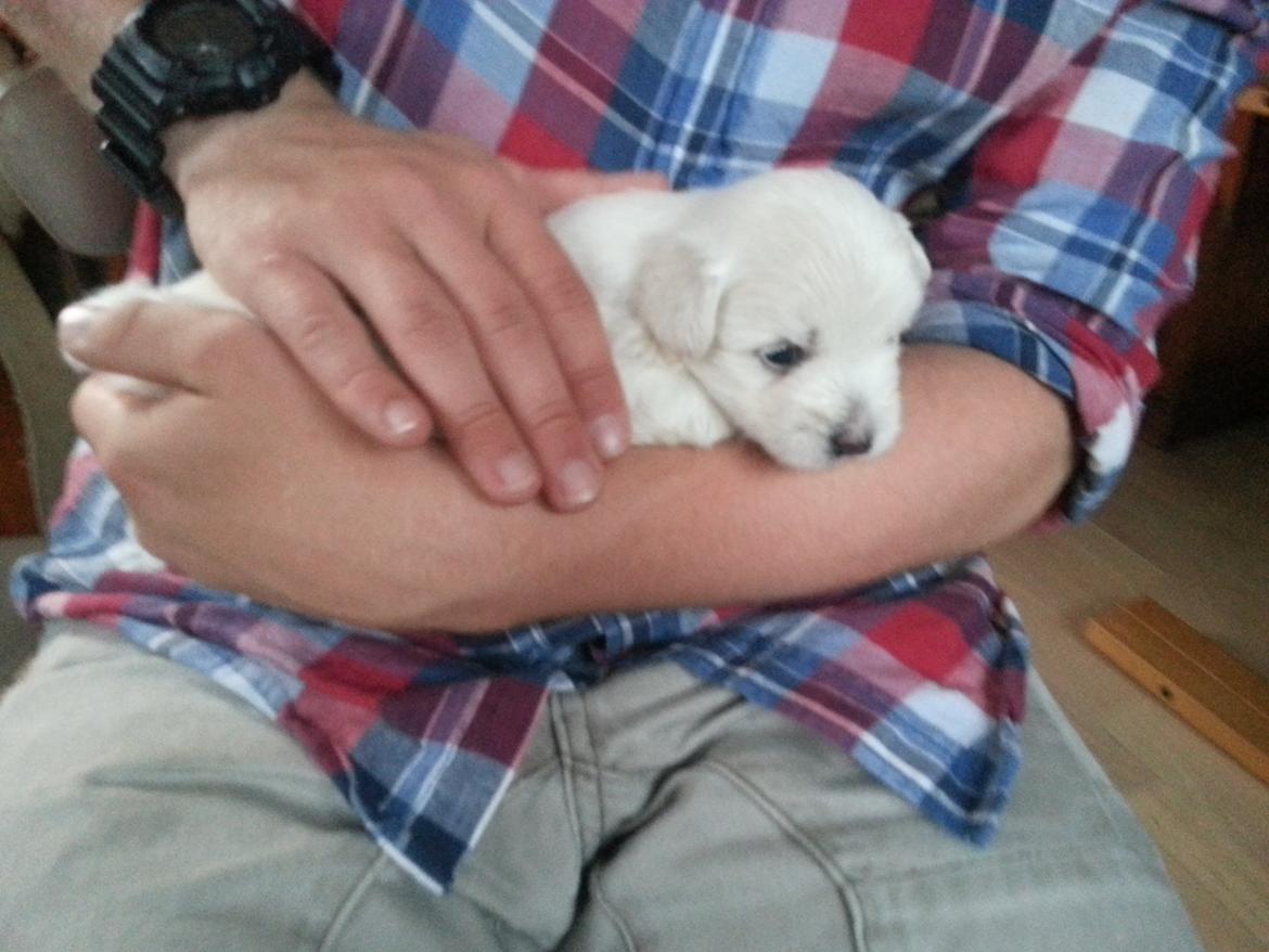 Coton de tulear Lucky - Da han var omkring 20 dage gammel og ikke gammel nok til at tage med hjem billede 15