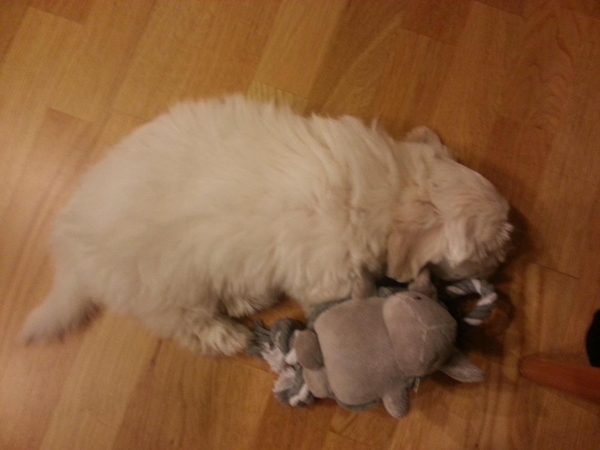 Coton de tulear Lucky - 2 dage efter han var kommet hjem  billede 2