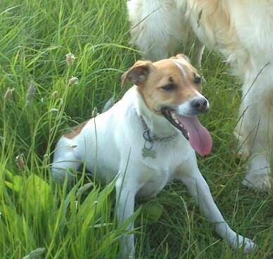 Dansk svensk gaardhund Otto - Skøøøønnno hund! billede 27