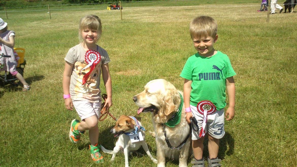 Dansk svensk gaardhund Otto - Dyrskue Skive 2014. Otto fik ærespræmie og Felix fik 1. præmie billede 28
