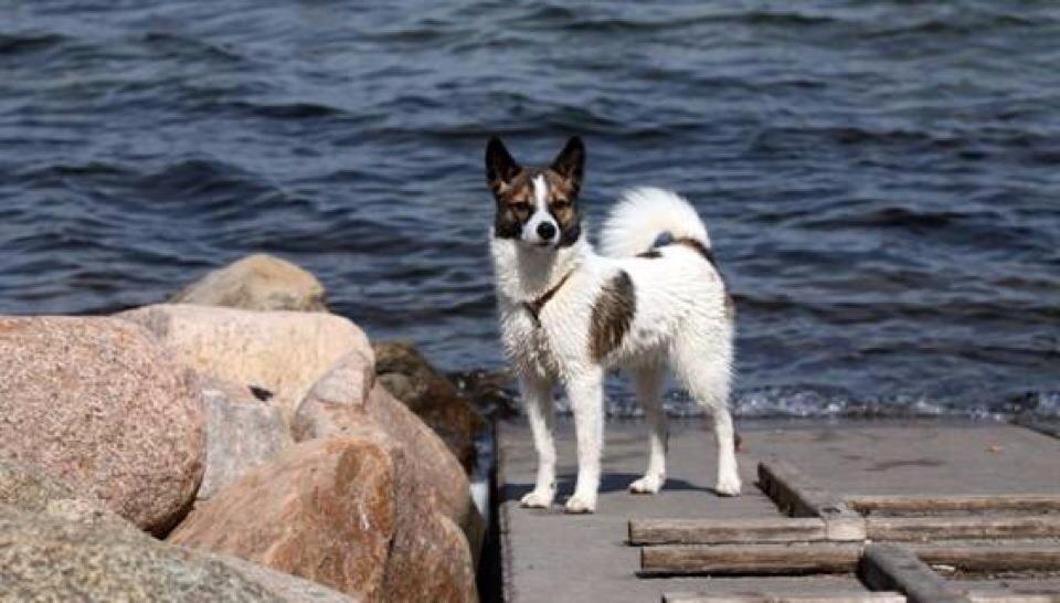 Norrbottenspids Luna billede 1