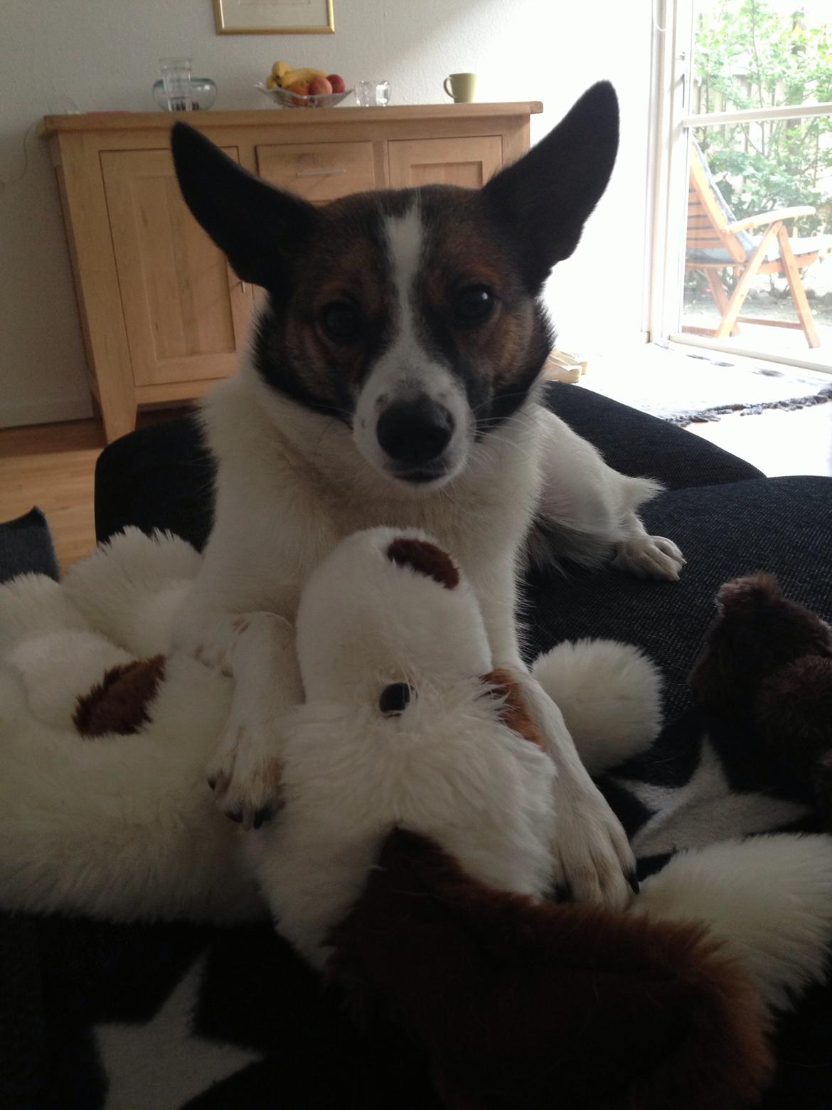 Norrbottenspids Luna billede 2