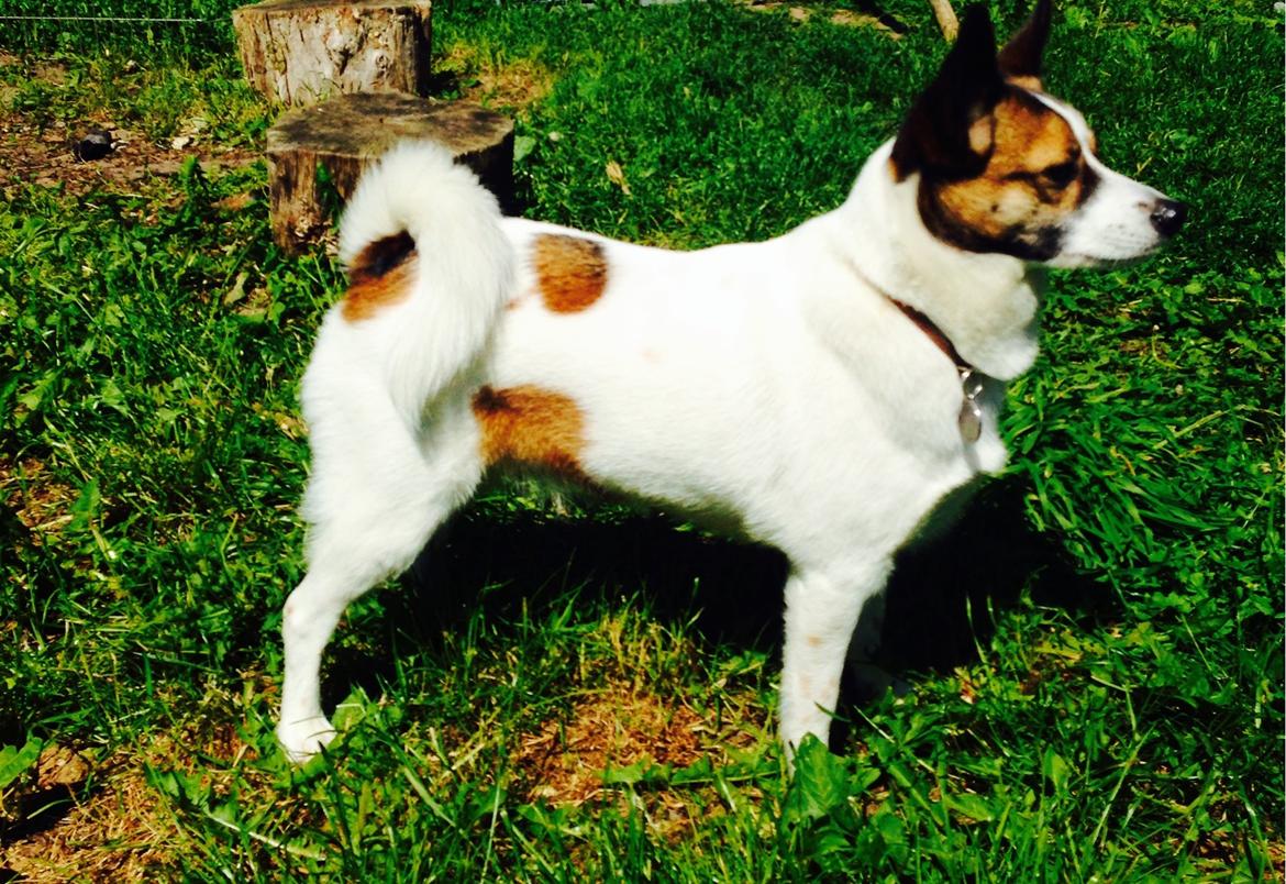 Norrbottenspids Luna billede 3