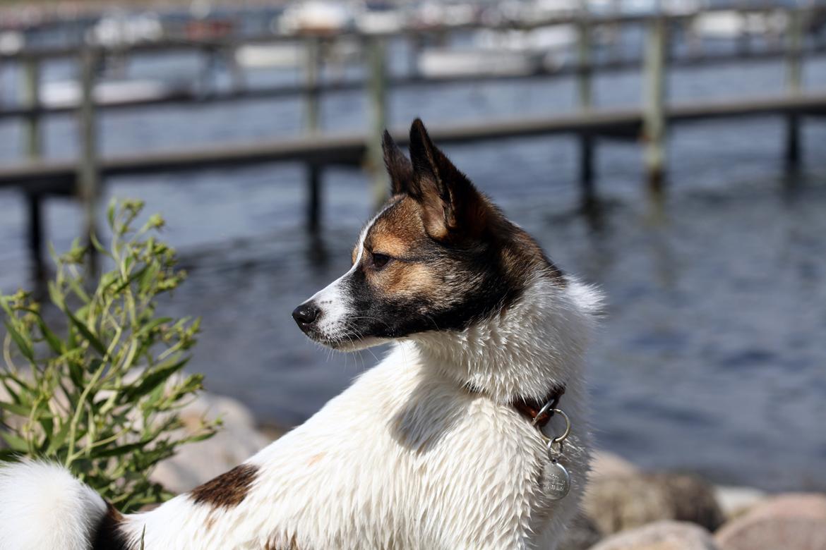 Norrbottenspids Luna billede 4