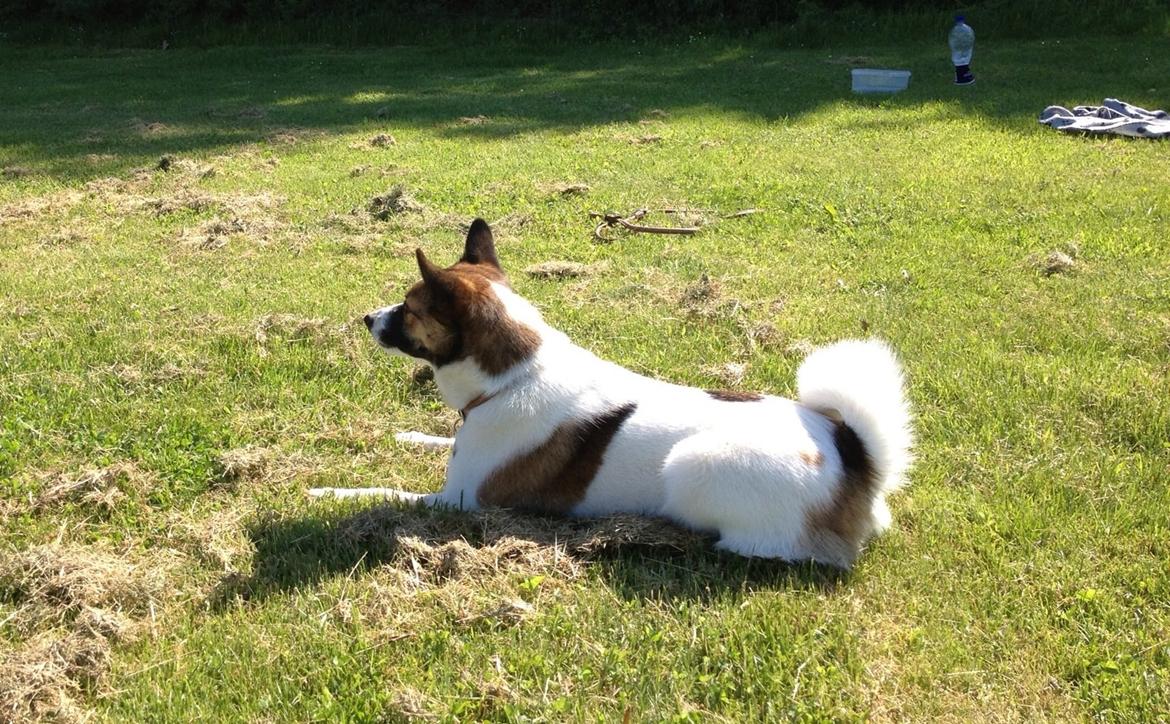 Norrbottenspids Luna billede 5