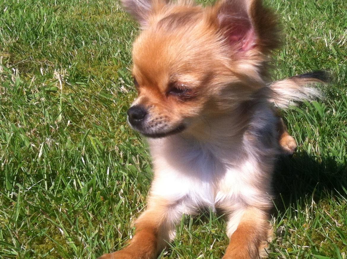 Chihuahua Al`Gisimo `s Adelita, Kaldenavn : Alma - På vagt i haven billede 24