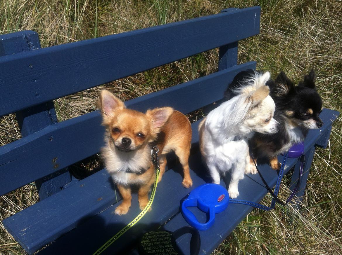 Chihuahua Al`Gisimo `s Adelita, Kaldenavn : Alma billede 26