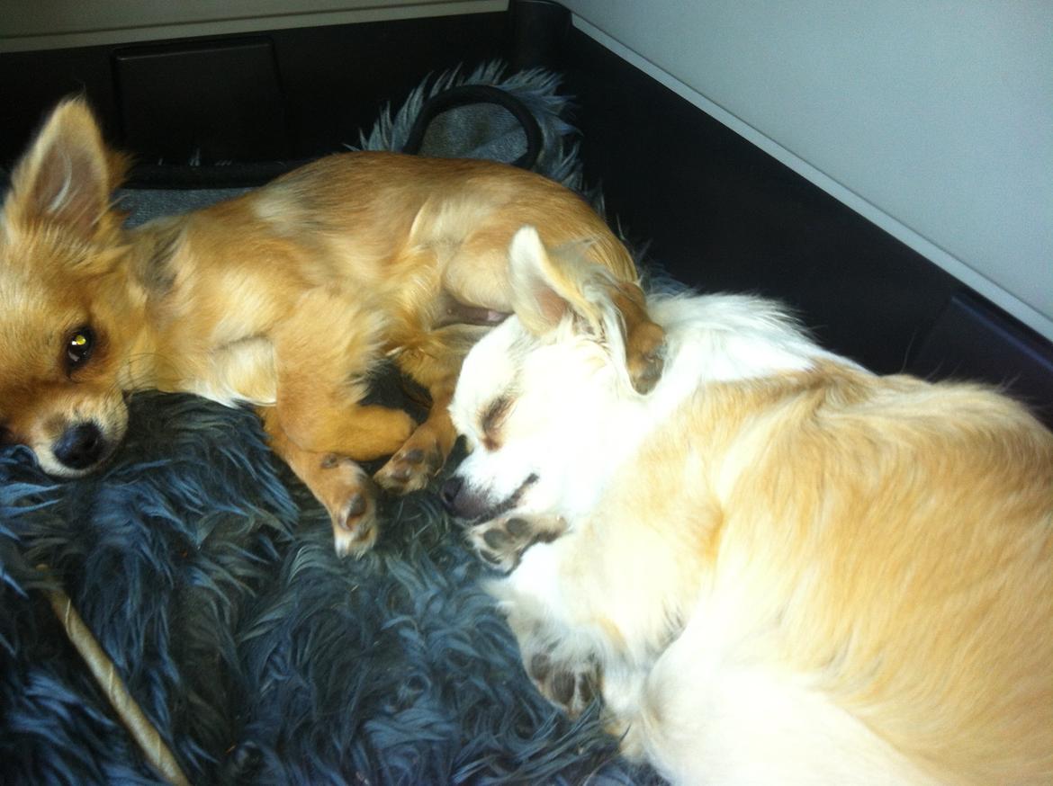 Chihuahua Al`Gisimo `s Adelita, Kaldenavn : Alma - Dejligt at ha styr på sin mor, i middags luren billede 25