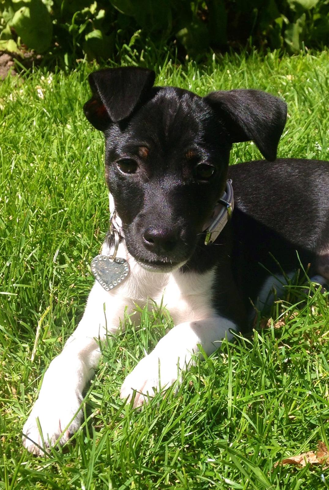 Blanding af racer La Chica - Dejligt sommerbillede med rodede ører billede 8