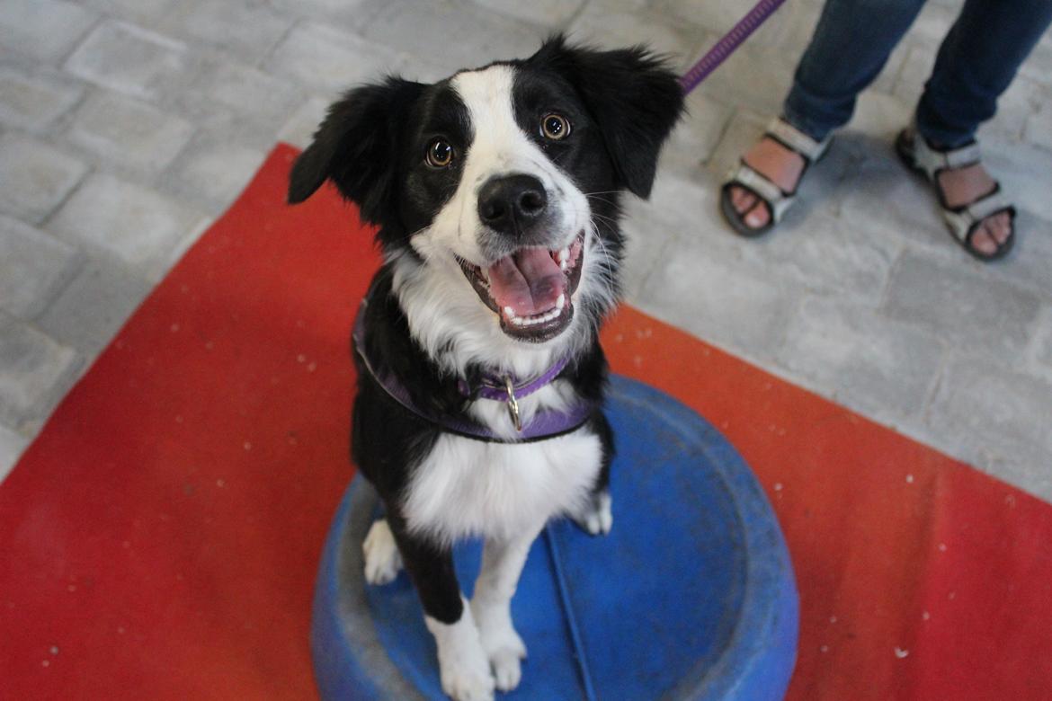 Border collie og labrador -Bailey billede 6