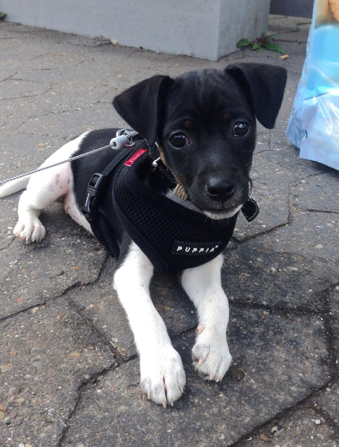 Blanding af racer La Chica - Lille charmerøv billede 9