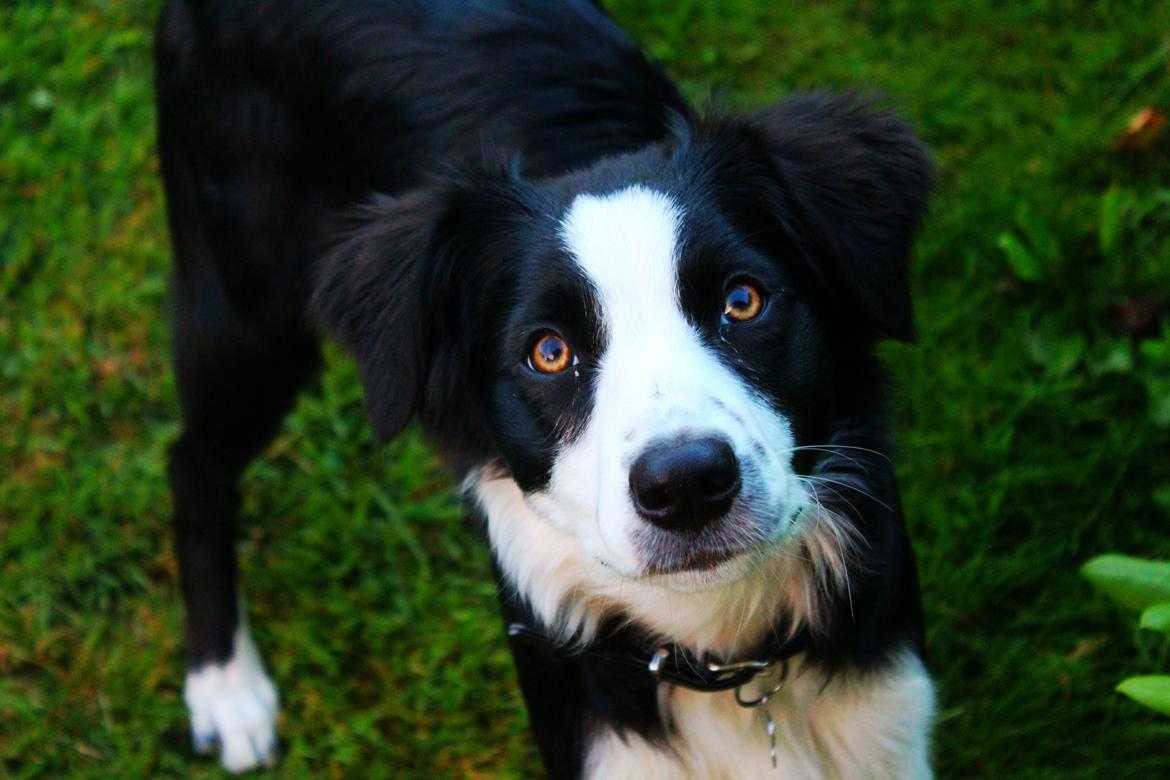 Border collie og labrador -Bailey billede 7
