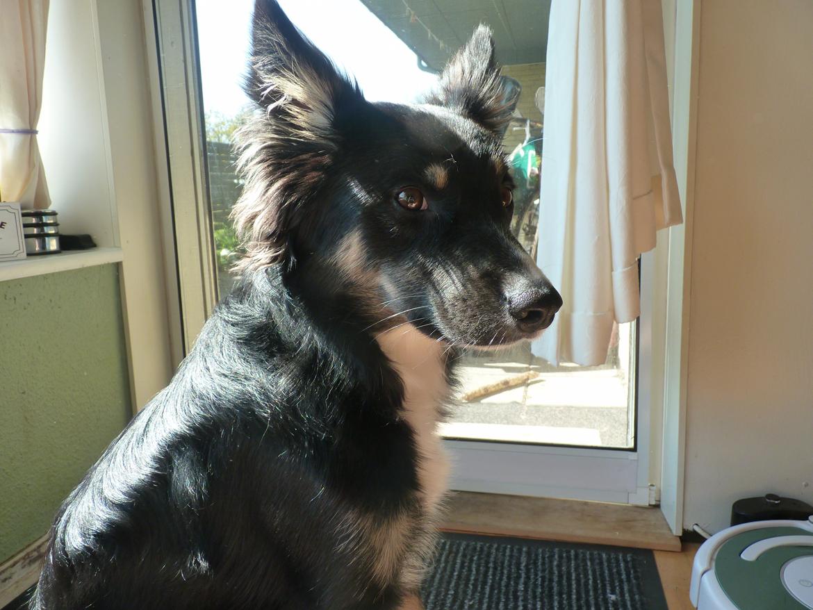 Blanding af racer Baloo - nyder solen billede 26