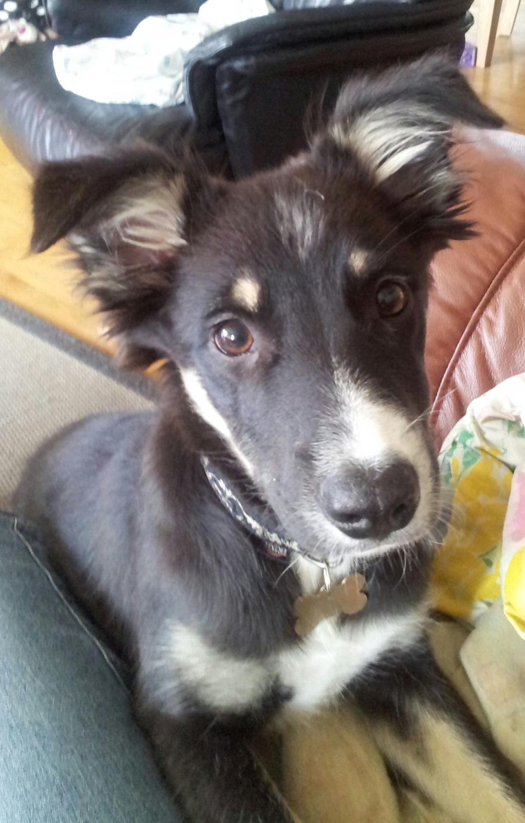 Blanding af racer Baloo - skal vi ..... billede 27