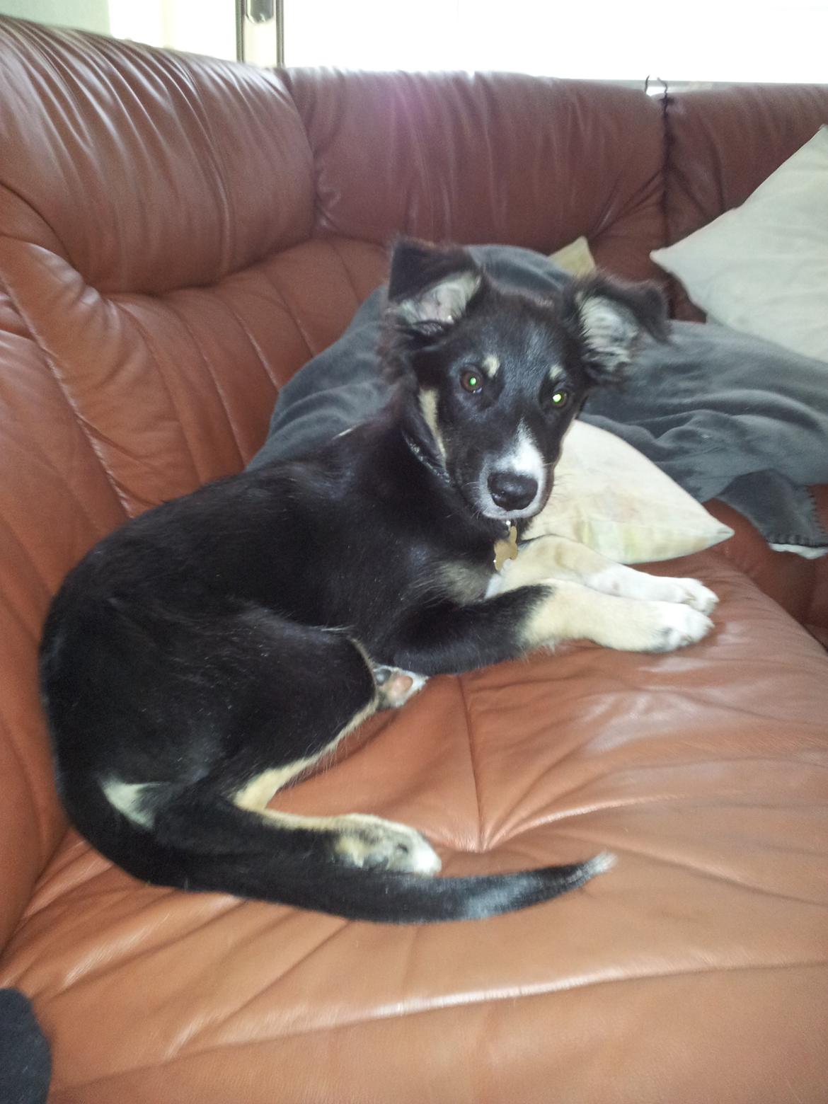 Blanding af racer Baloo - Hygge i sofaen billede 28
