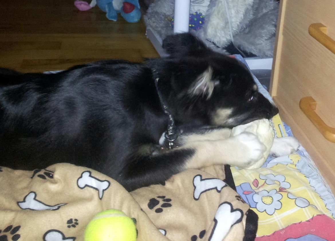 Blanding af racer Baloo - Har fået en tøret grisetryne billede 29