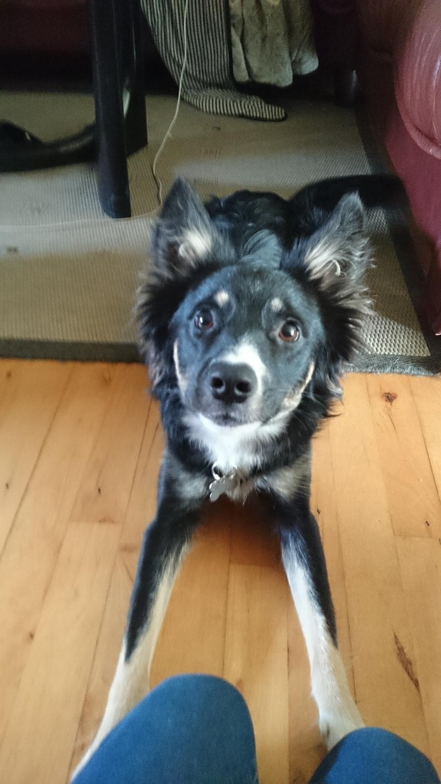 Blanding af racer Baloo billede 32