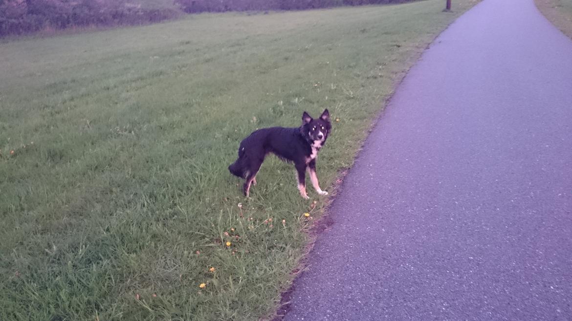 Blanding af racer Baloo - kommer du billede 36