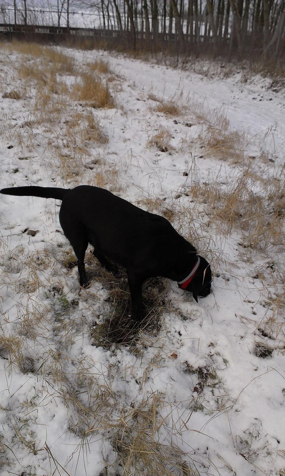 Labrador retriever Rana Schirmer  billede 6