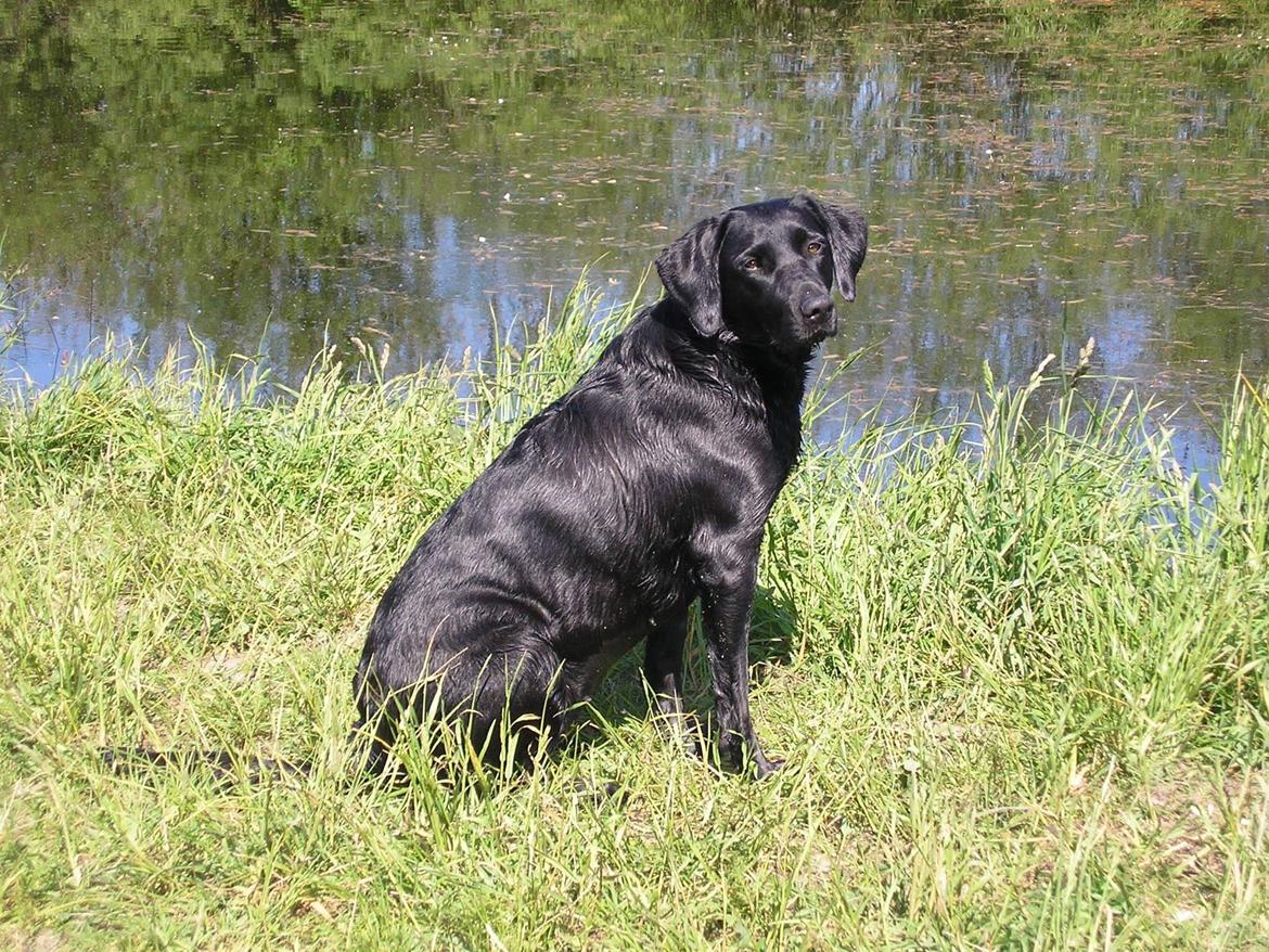 Labrador retriever Rana Schirmer  billede 7