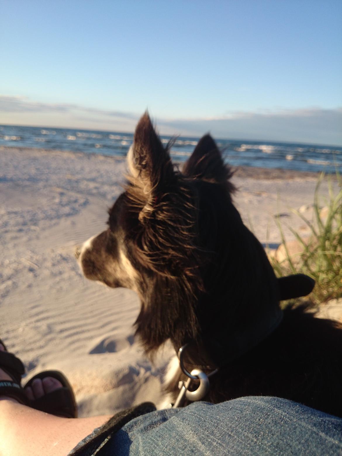 Blanding af racer Baloo - nyder en aften nord for rønnehavnen billede 45